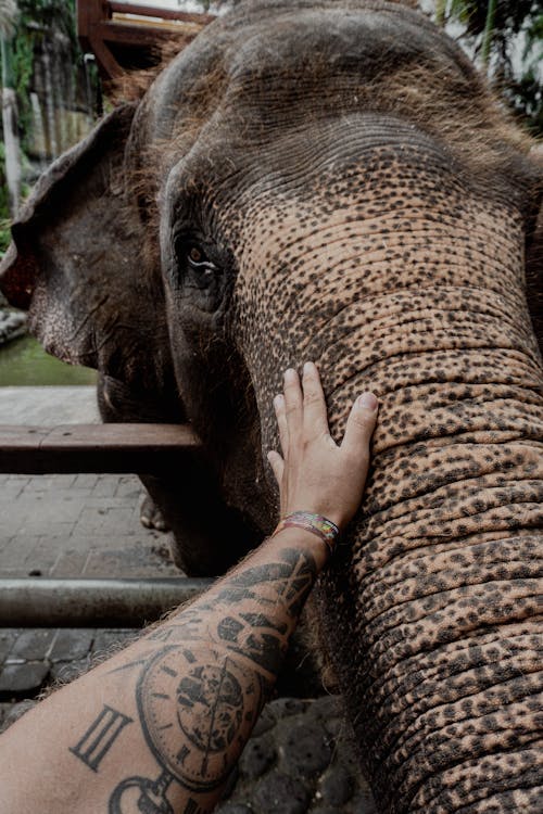 Fotobanka s bezplatnými fotkami na tému chobot slona, cicavec, dotýkanie