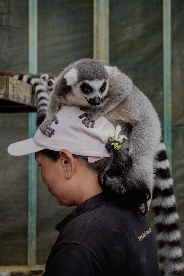 A Lemur On A Woman's Head 