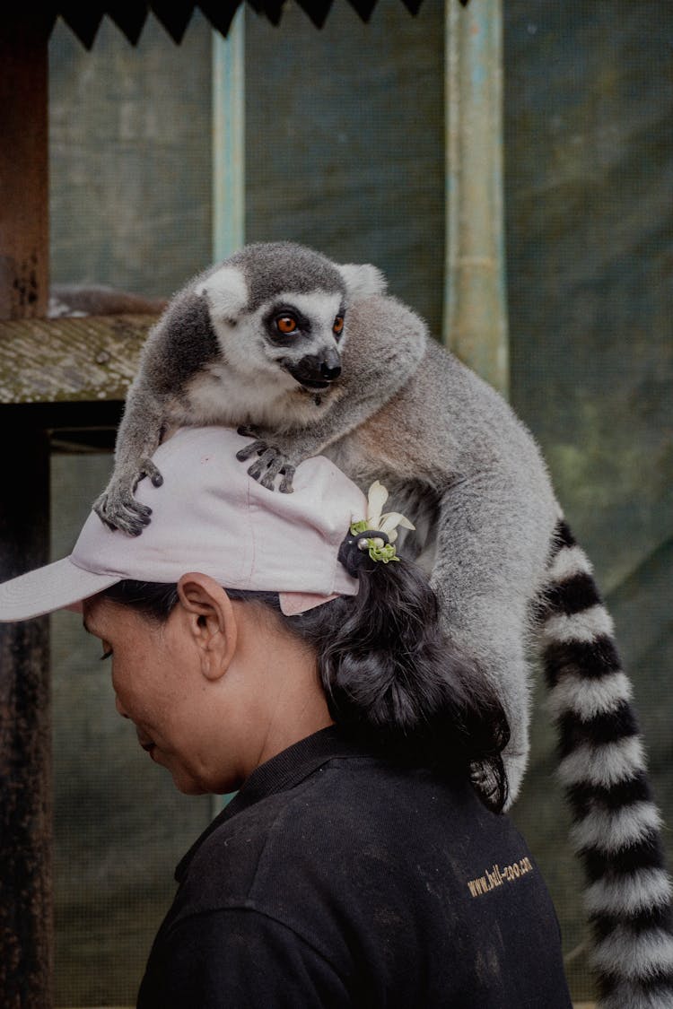 A Lemur On A Woman's Head 