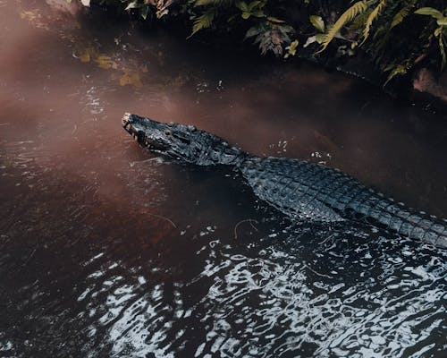 Foto stok gratis air, Buaya, fotografi binatang liar