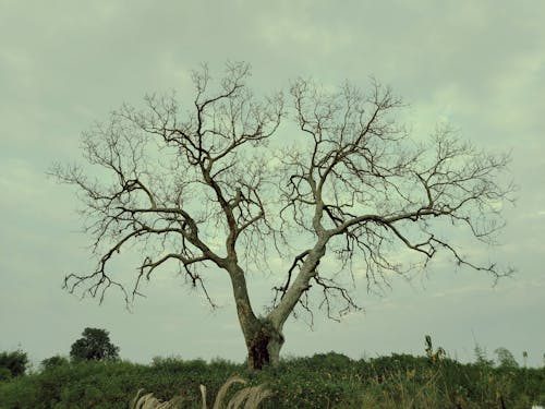 Leafless Tree on a Green Field 