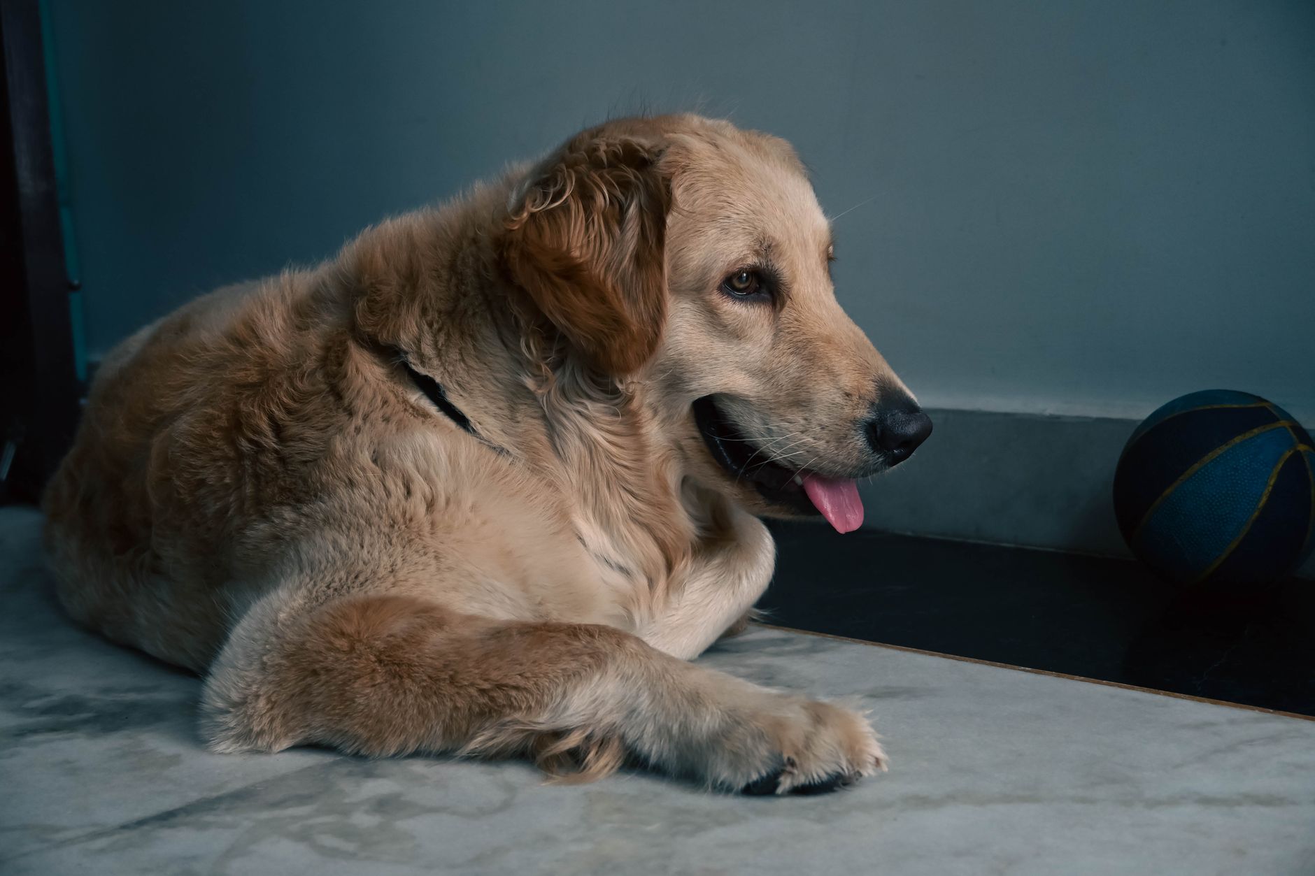 A dog undergoing diagnostic blood testing at a veterinary clinic