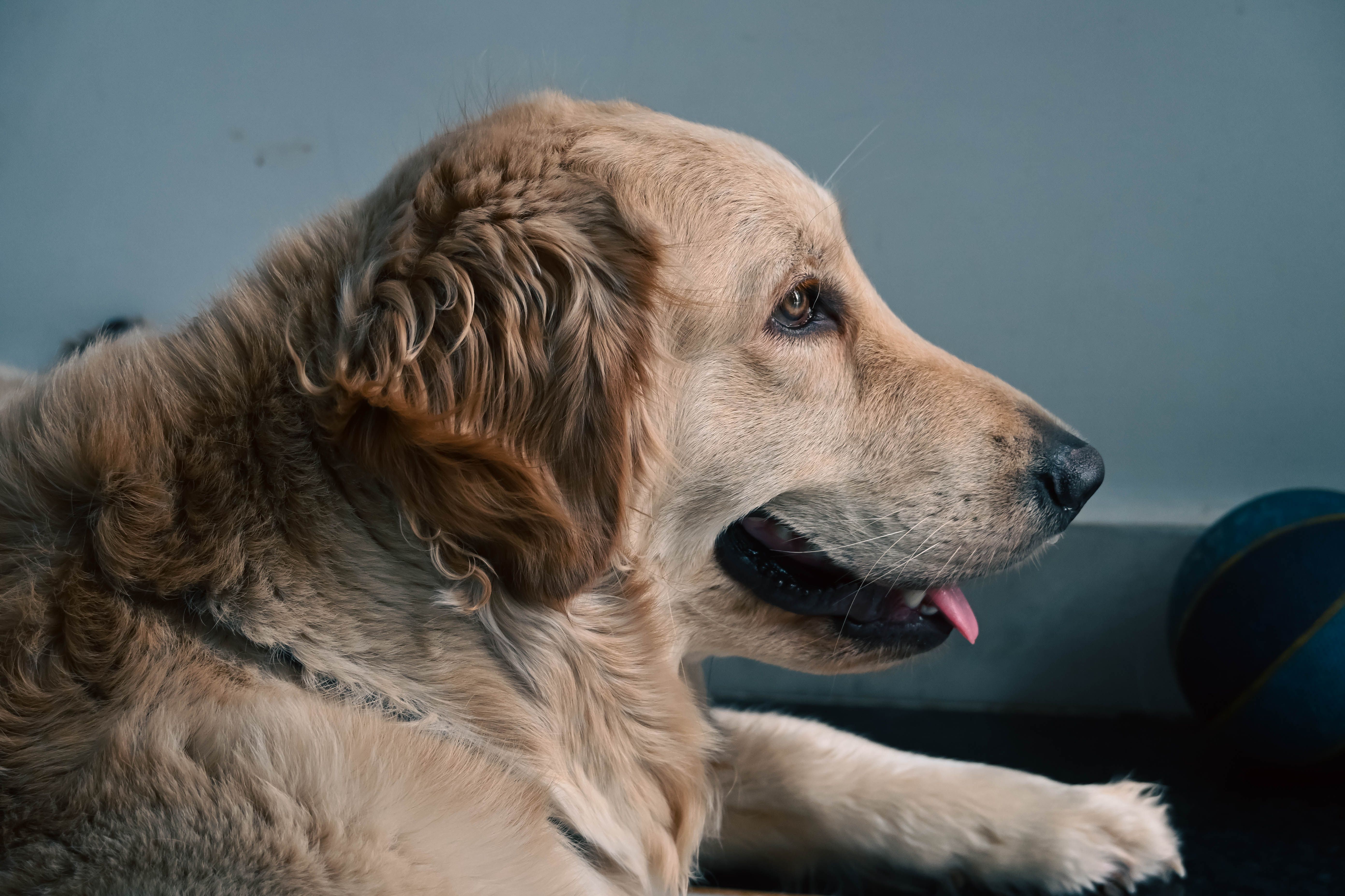 A dog undergoing diagnostic blood testing at a veterinary clinic