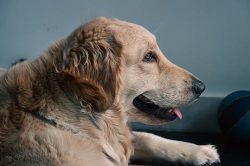Darmowe zdjęcie z galerii z fotografia zwierzęcia, golden retriever, pies