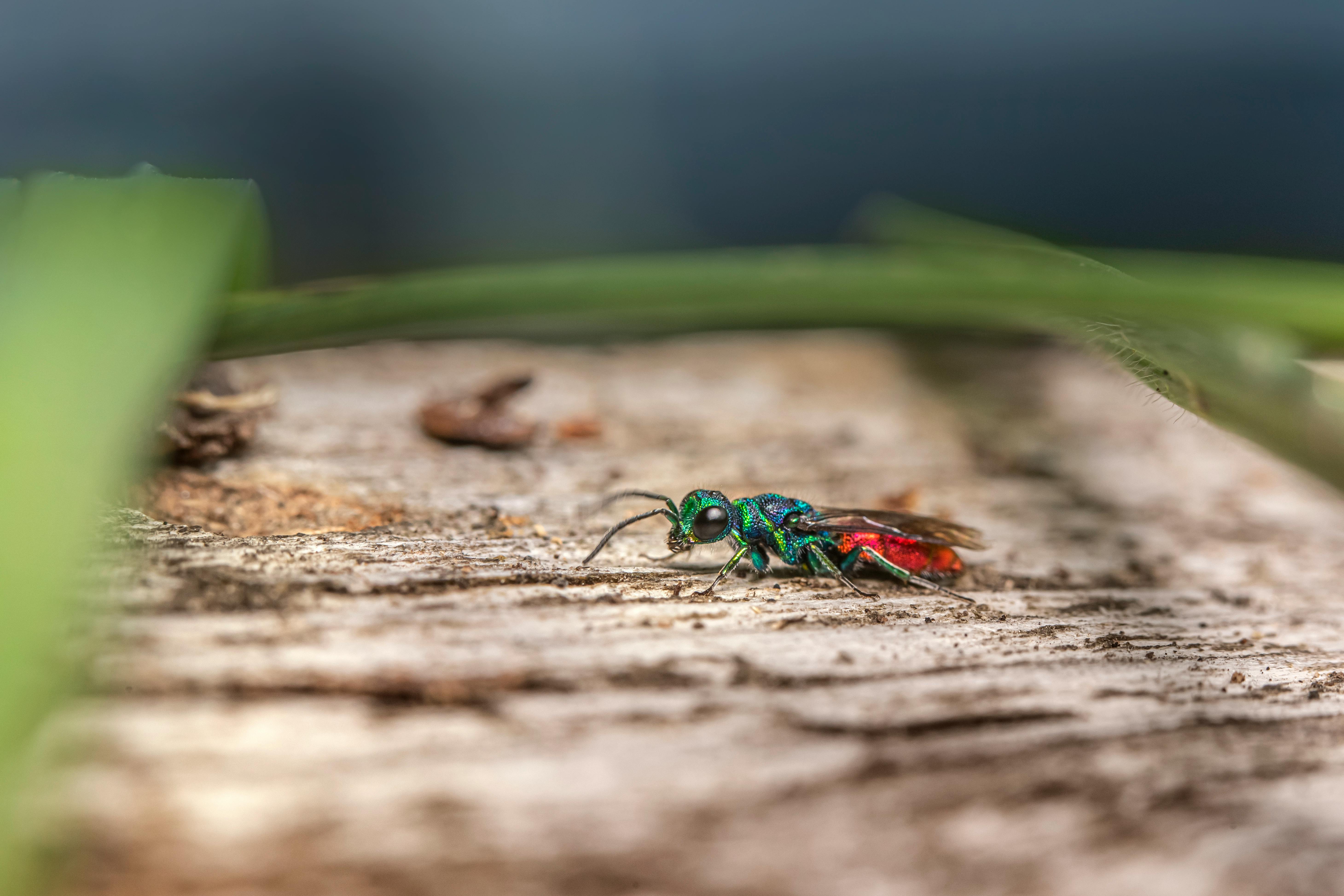 green hornet insect