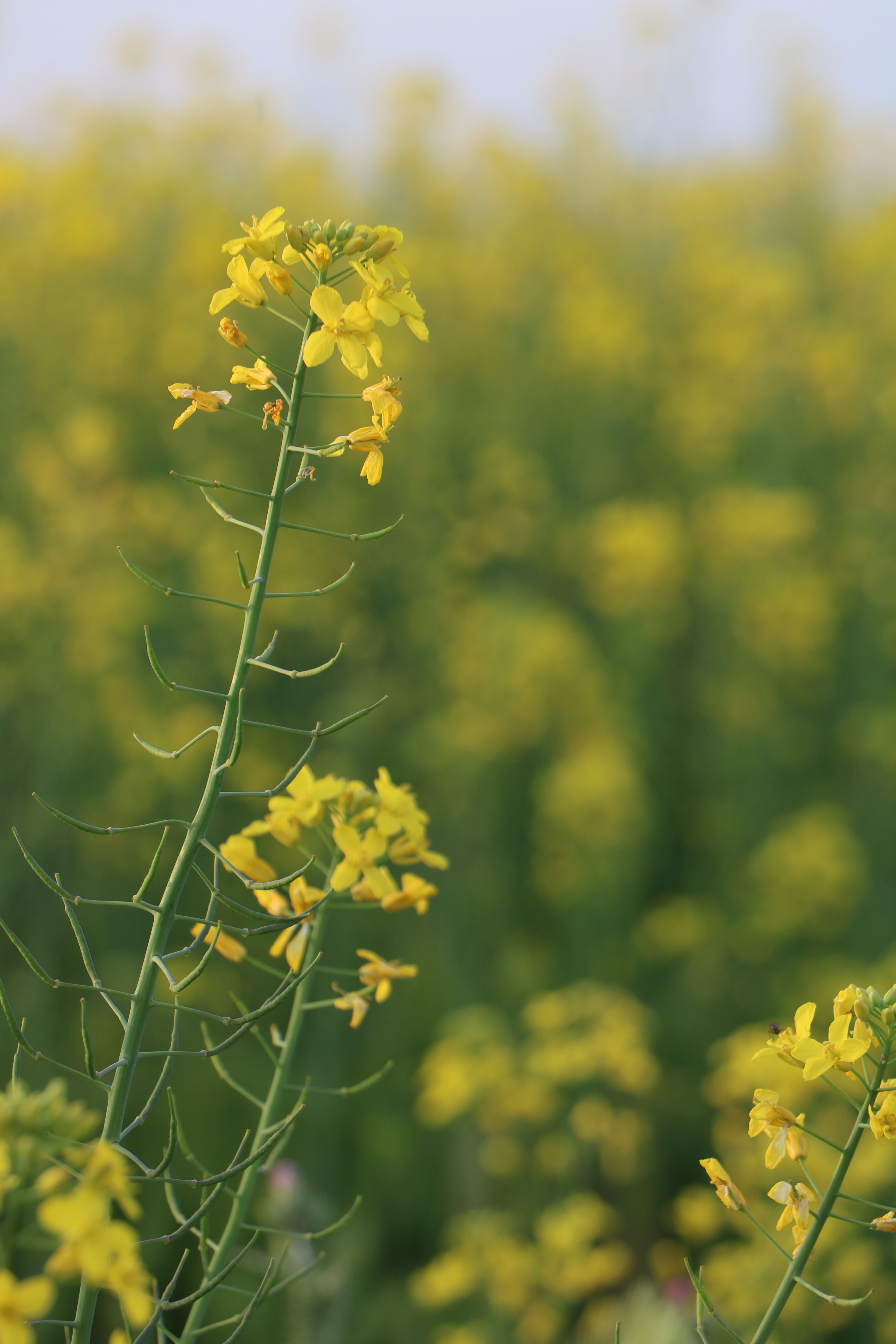 Close-up of vibrant yellow rapeseed flowers in Tehran, Iran during spring.