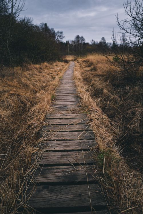 Auf Dem Holzweg Sein Bedeutung