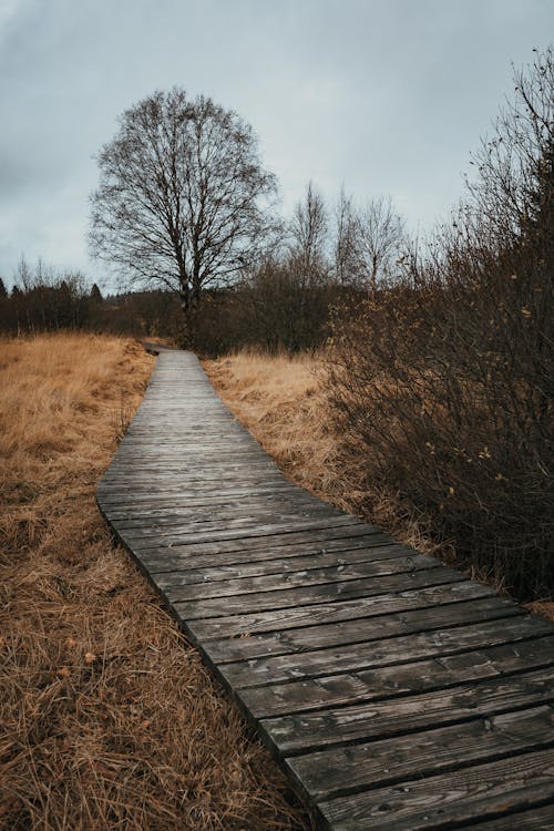 Boardwalk Among the Withered Grass in an Autumn Glade