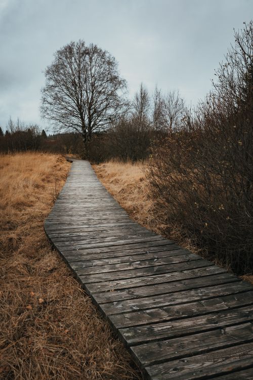 Free A tranquil wooden boardwalk stretching through a peaceful autumn landscape with withered trees and grass. Stock Photo