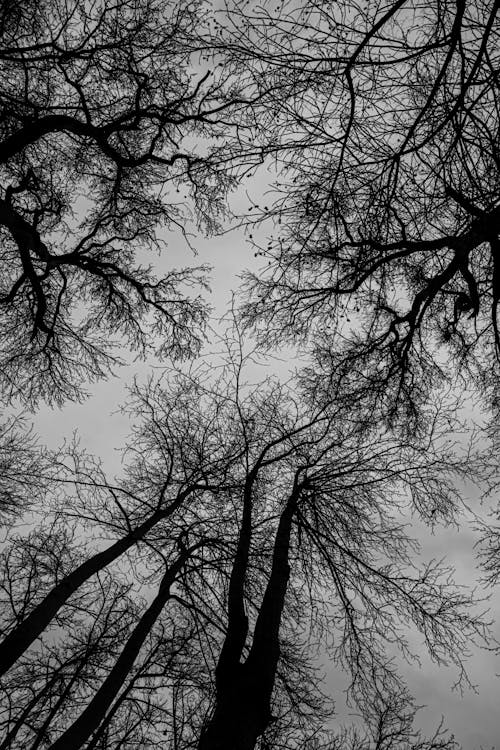 Grayscale Photo of Bare Trees 