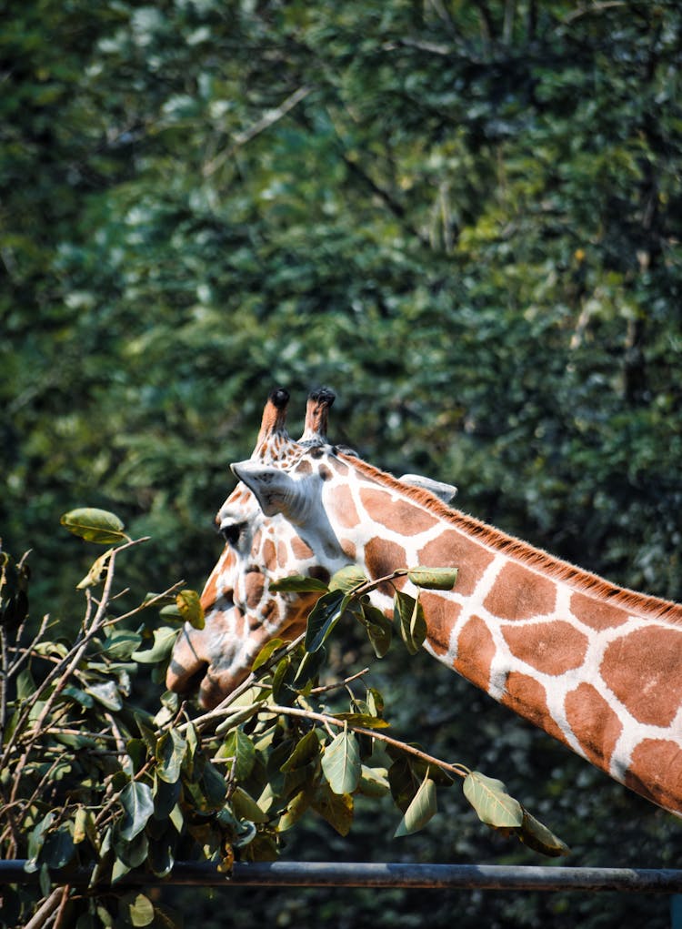 A Giraffe Eating 