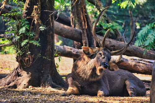 Sambar Deer Lying by the Tree