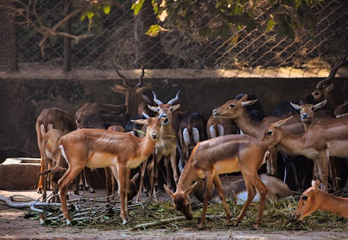 Immagine gratuita di animali selvatici, antilopi, cervi