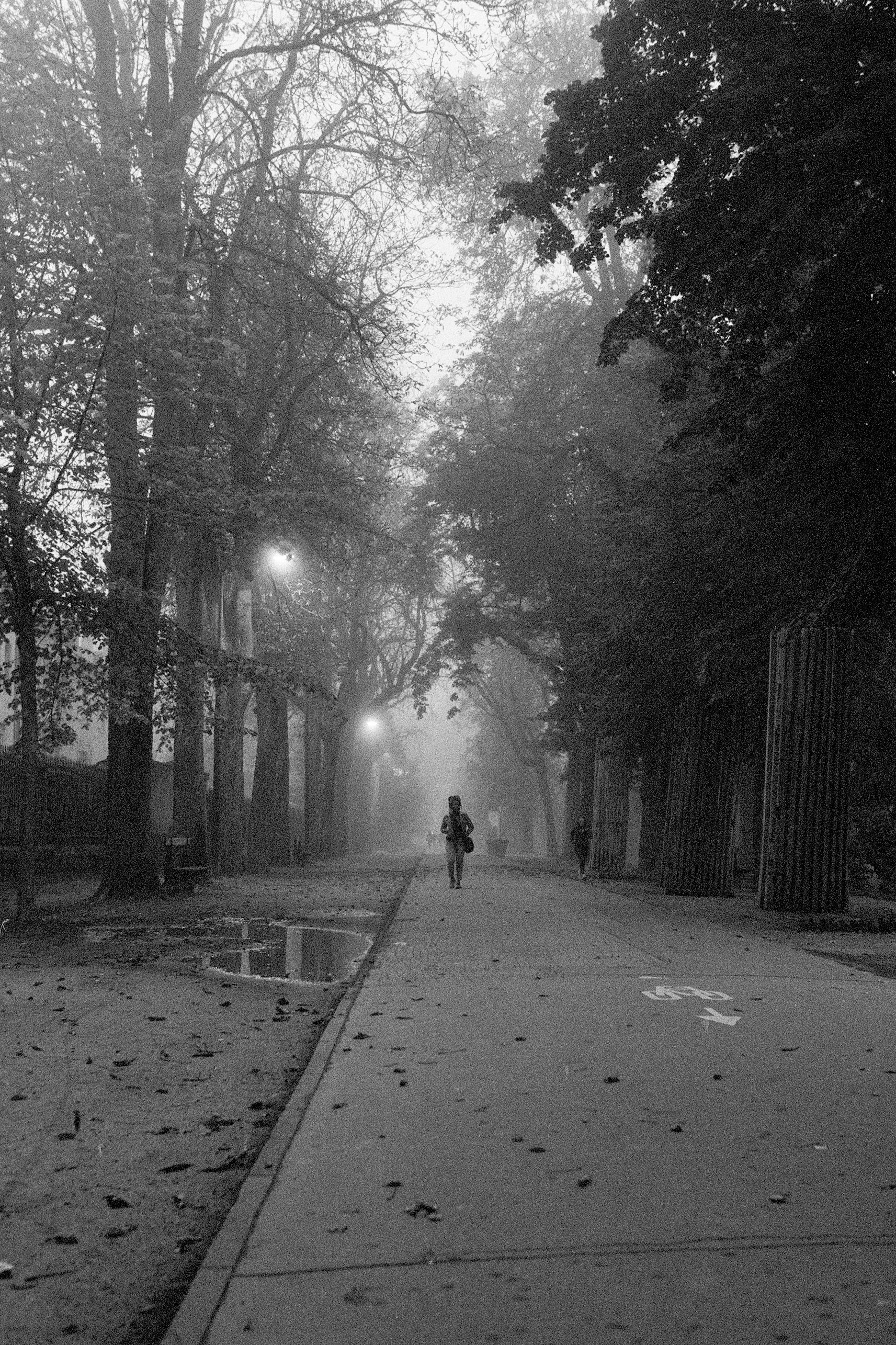 Person walking alone on a park trail among trees