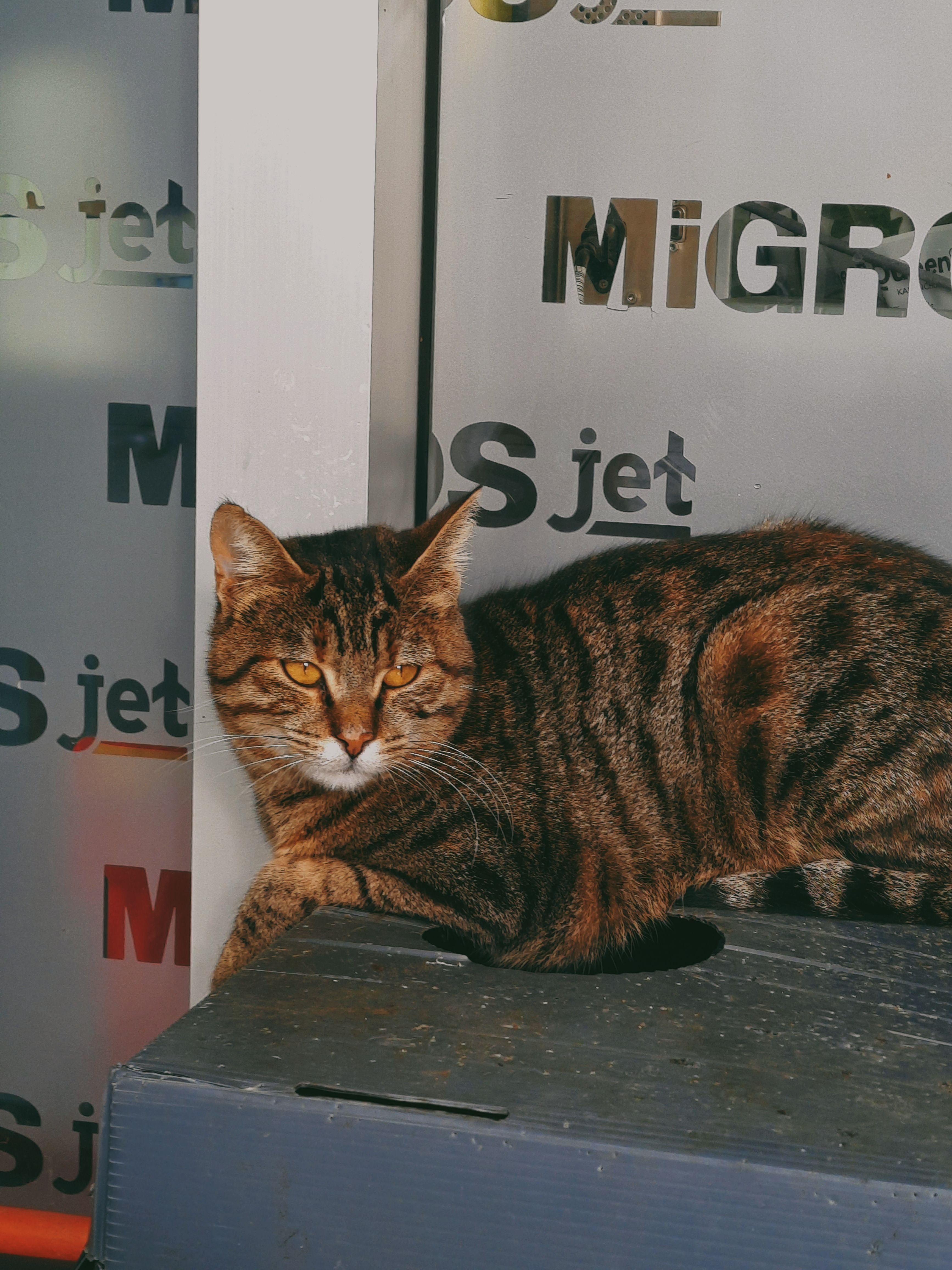 A beautiful tabby cat lying comfortably on a cardboard box, captured indoors with a warm and relaxed atmosphere.