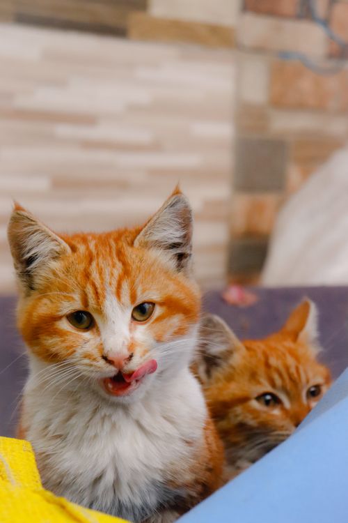 Free Charming close-up of two orange cats indoors, one licking its lips, under warm light. Stock Photo
