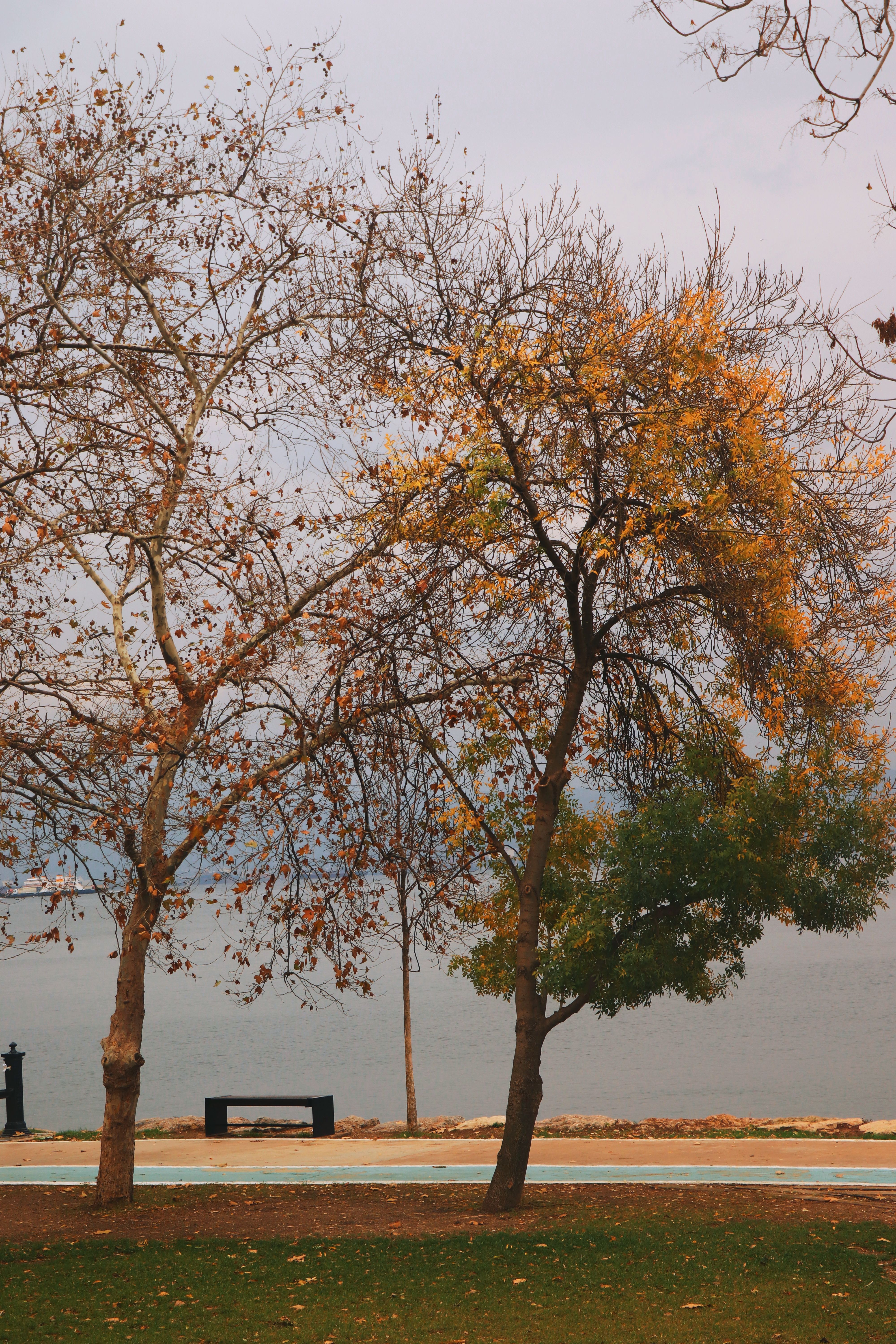 Trees near Promenade · Free Stock Photo