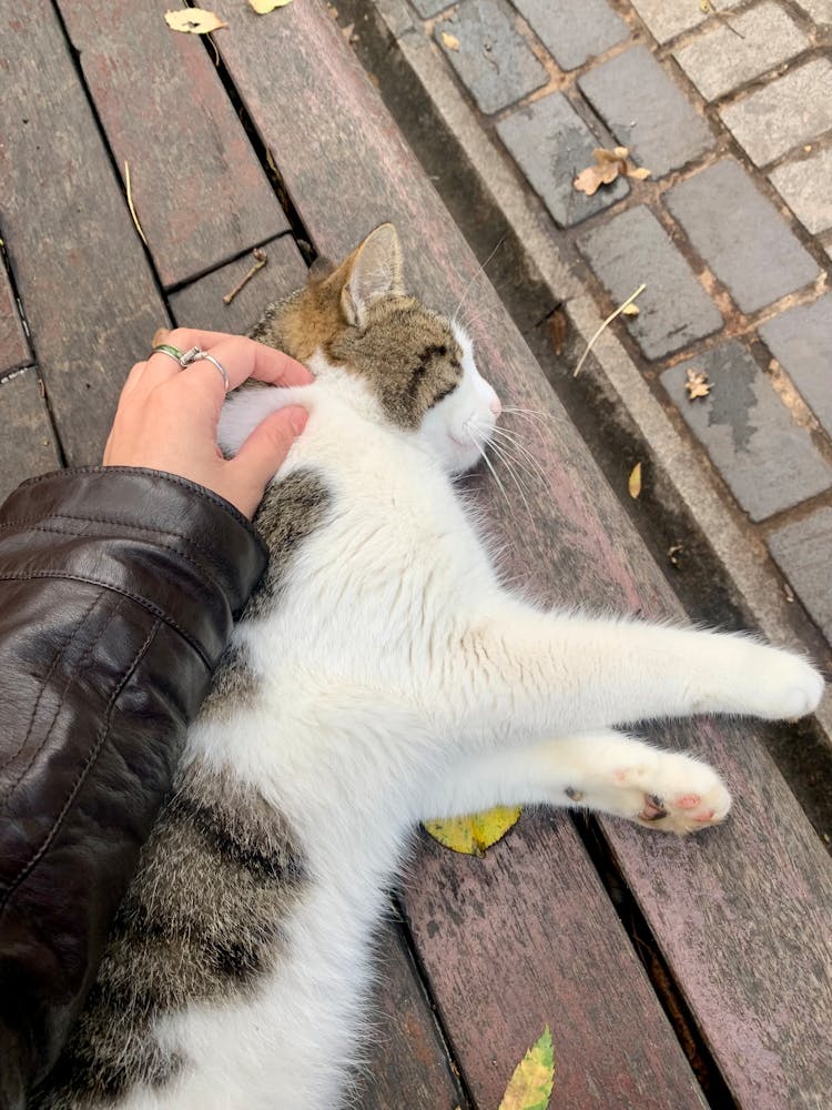 A Person Petting A Cat 