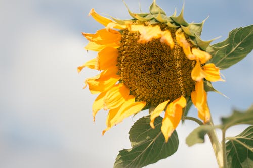 Close-Up Shot of a Sunflower