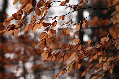 Orange Leaves on the Tree Branches