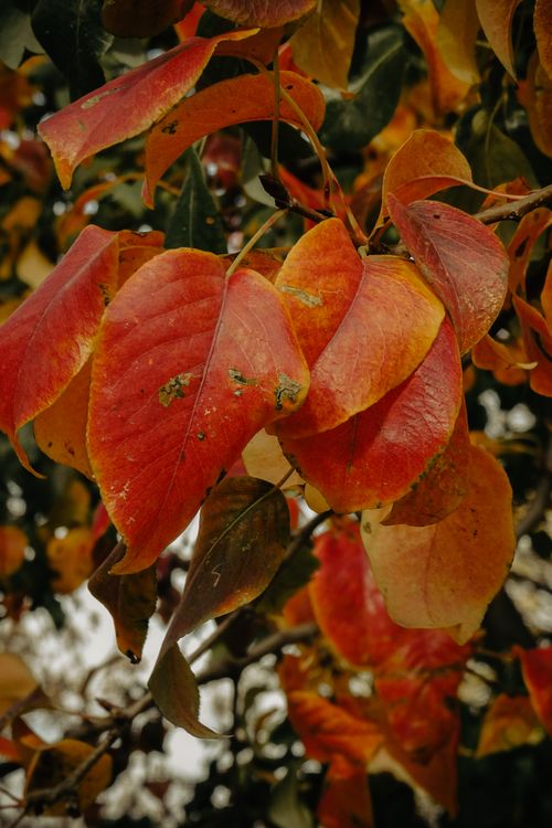 Free Discover the vibrant colors of autumn with this close-up photo of red and orange leaves, perfect for fall themes. Stock Photo