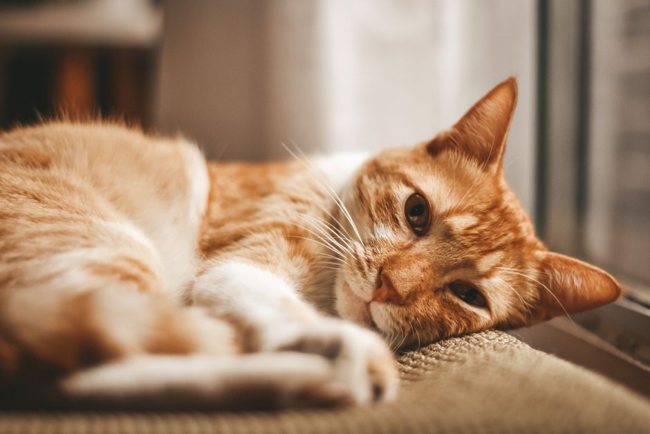 Close-up of an orange domestic cat resting indoors by a window.