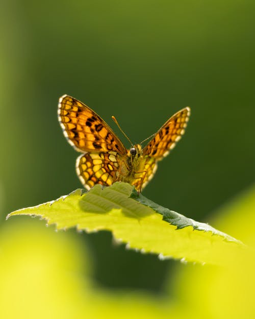 Gratis arkivbilde med blad, insekt, insektfotografering