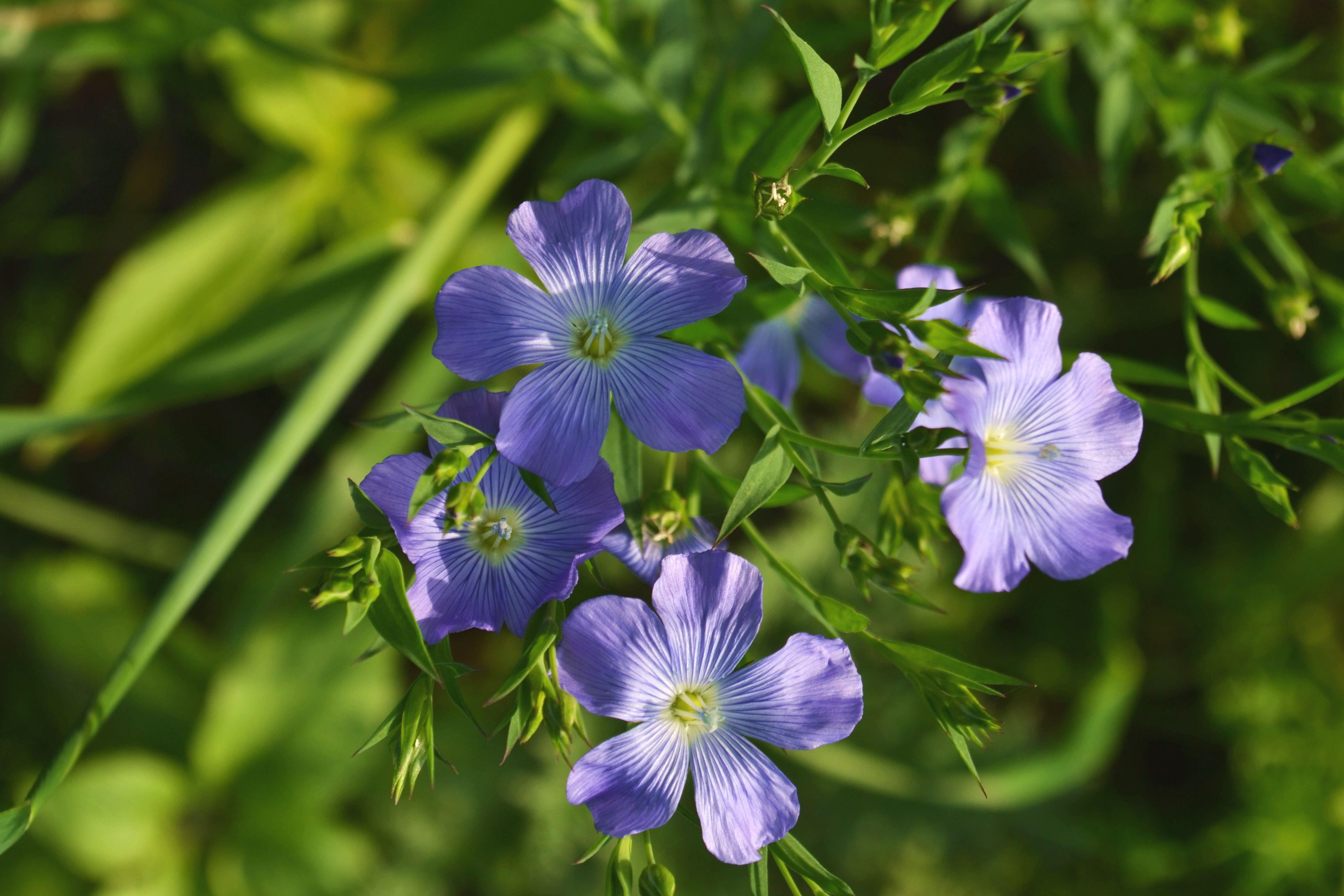 Beautiful close-up of delicate purple flax flowers in sunlight, showcasing nature's vibrant beauty.