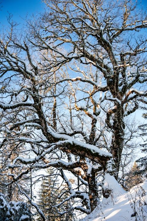 Leafless Tree in Close Up Shot