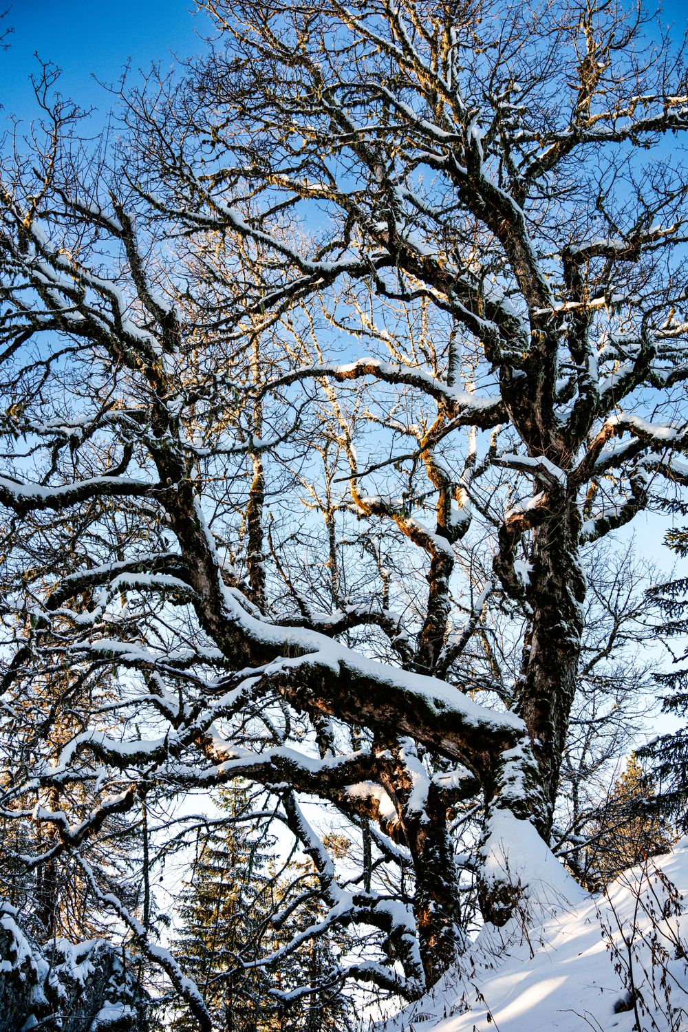 Leafless Tree in Close Up Shot · Free Stock Photo