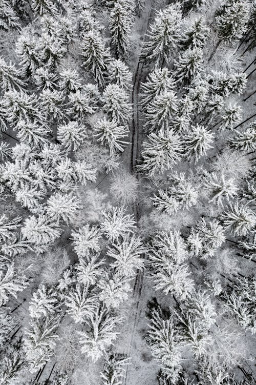 Drone Shot of a Winter Forest 
