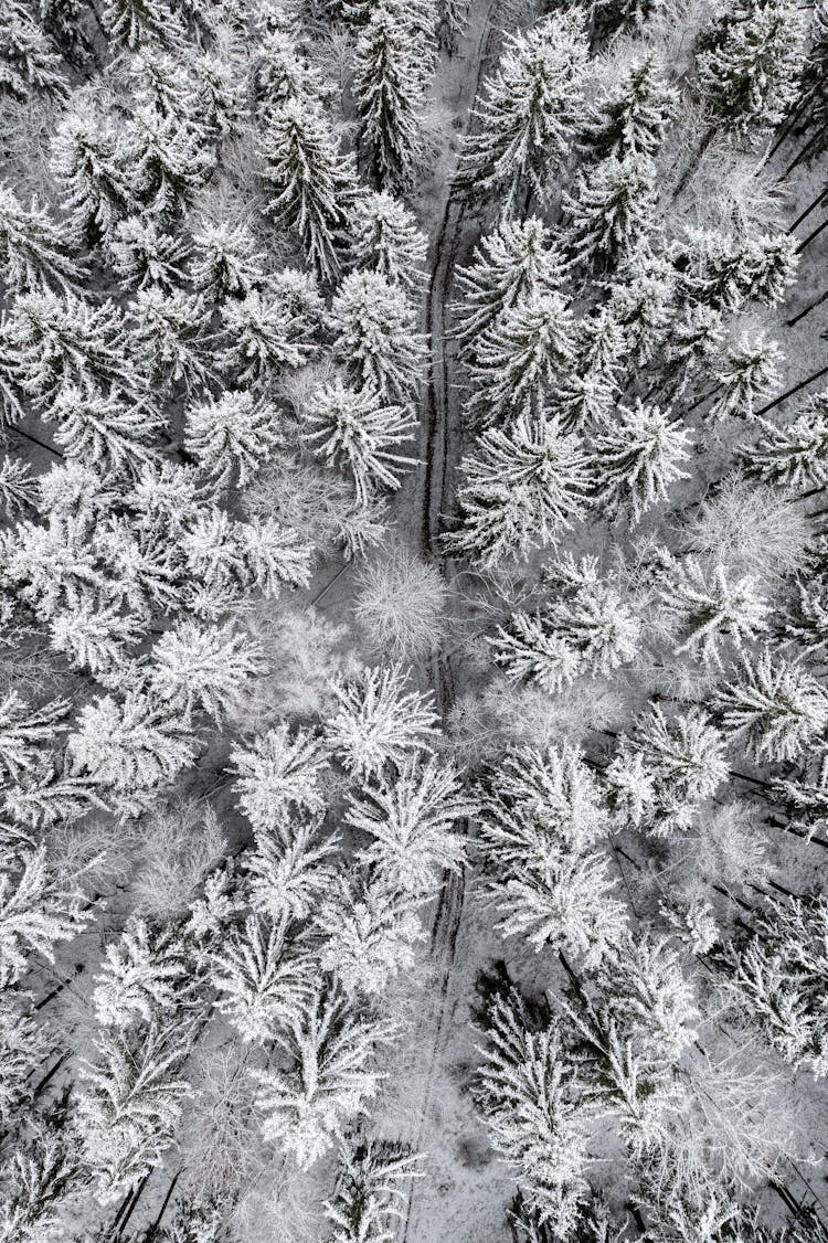 Drone Shot Of A Winter Forest 