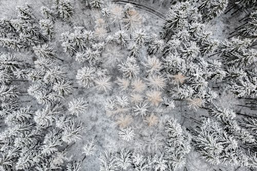 Aerial Shot of Trees Covered with Snow