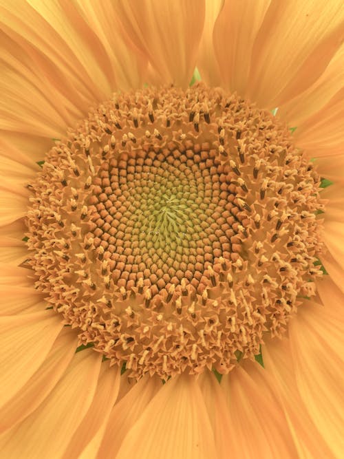 Close Up Photo of a Sunflower