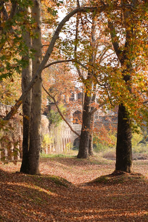 Free Autumn Trees in Park Stock Photo