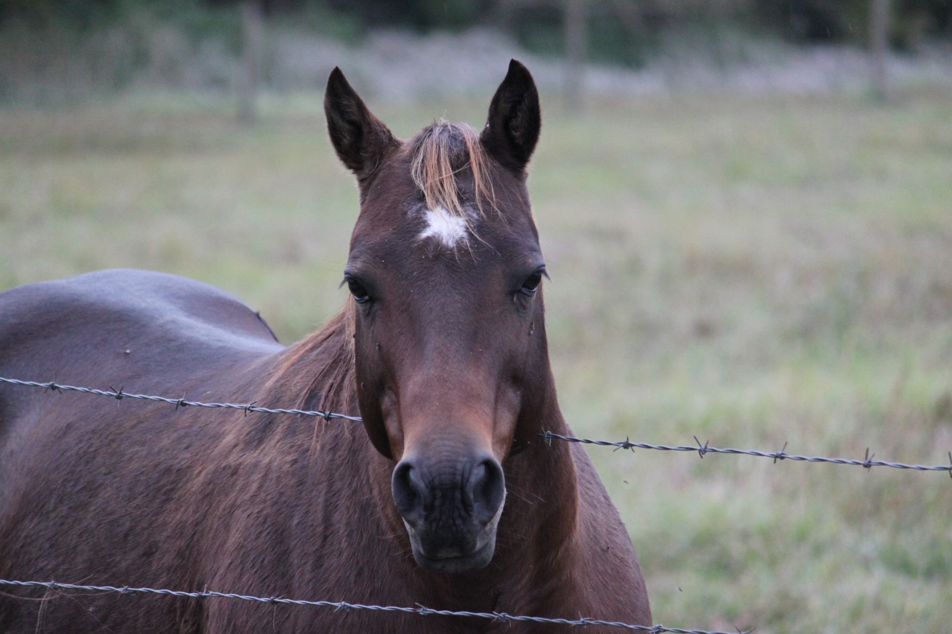 Portrait of a horse at a veterinary clinic