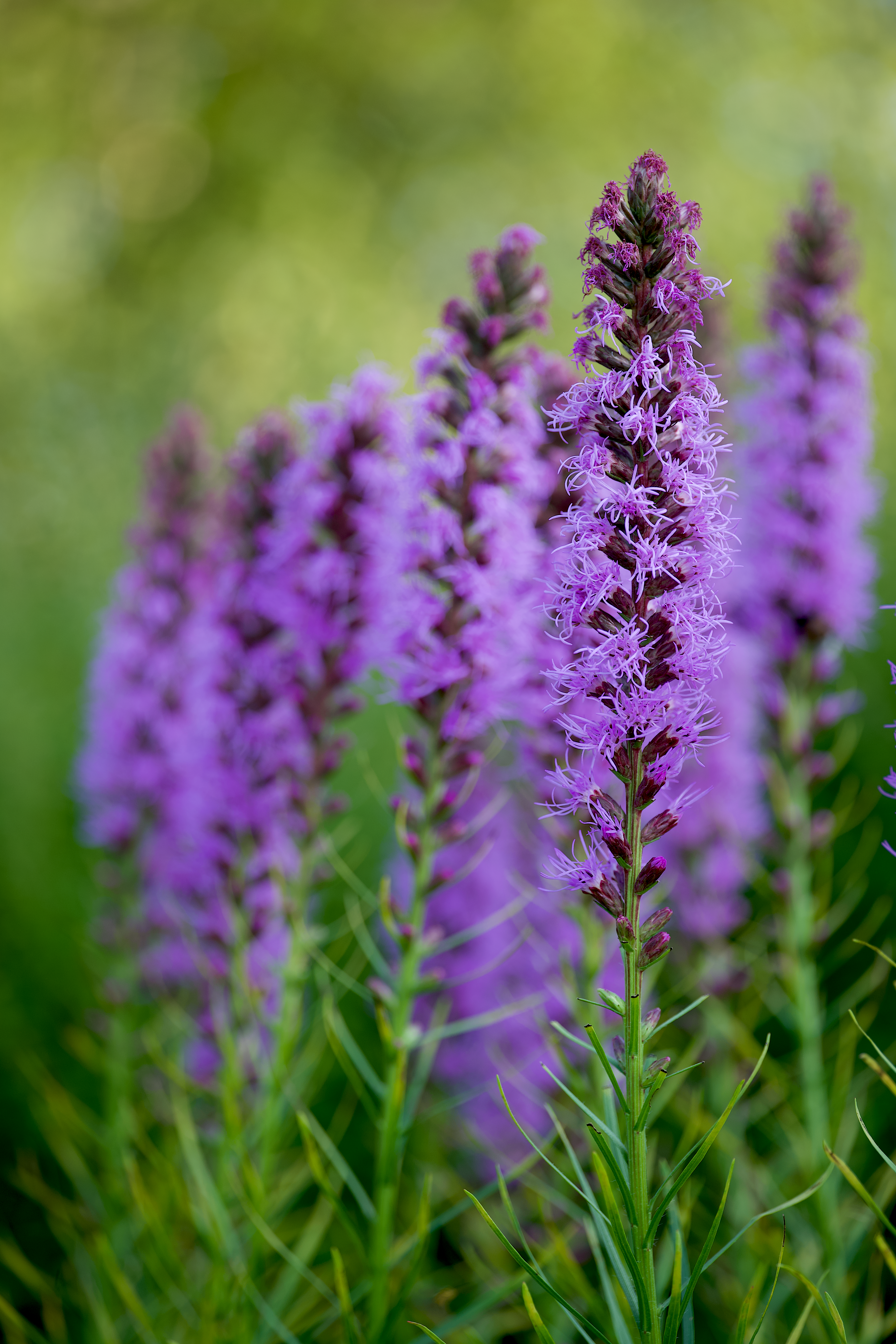 Purple Blazing Star Flowers · Free Stock Photo