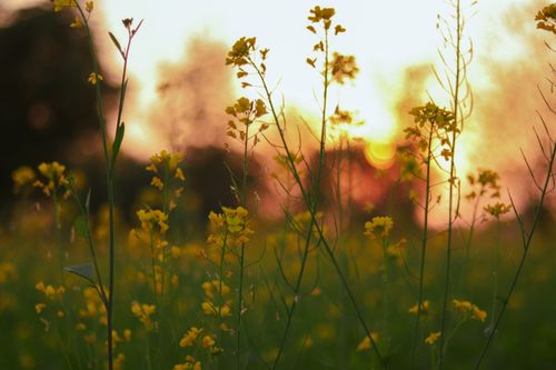 Free Yellow mustard flowers in a field as the sun sets, creating a warm, glowing atmosphere. Stock Photo