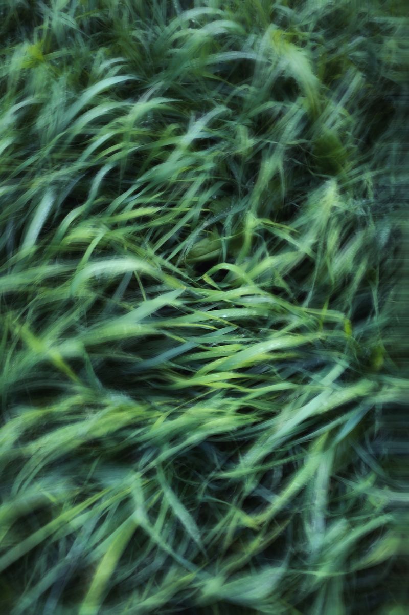 Lush green tall grass in motion blur -- photo by Eugene Golovesov on Pexels