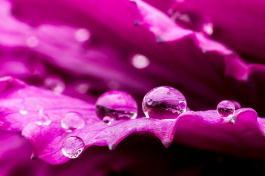 Macro shot of vibrant pink petals adorned with glistening water droplets, capturing nature's delicate beauty.