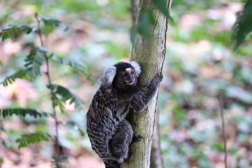 Free A common marmoset holding onto a tree in the Brazilian forest. Stock Photo