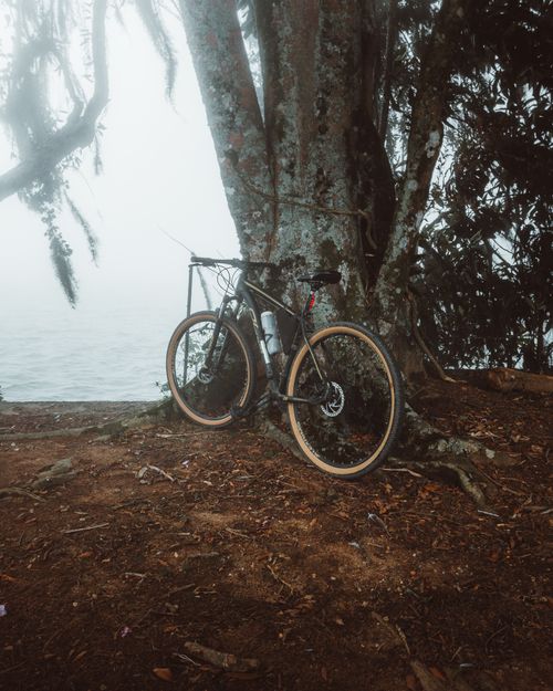 Free A mountain bike leans against a tree near a foggy lakeside, surrounded by foliage. Stock Photo