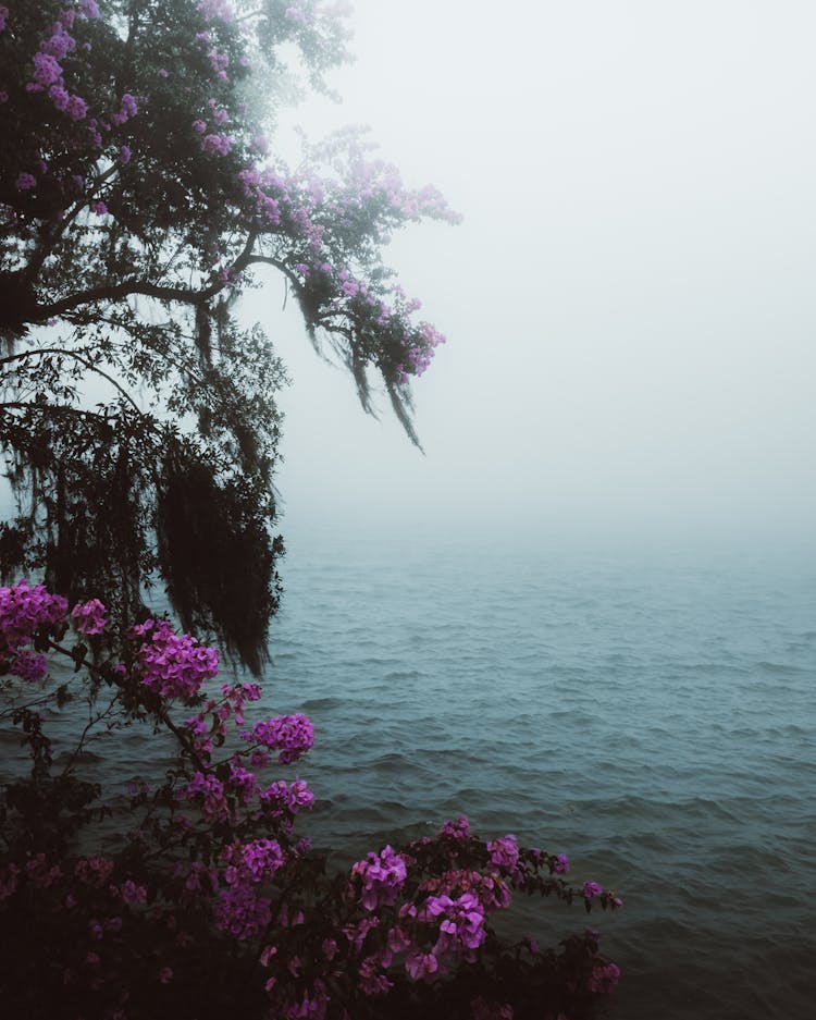 Flowering Tree By Lake In Fog