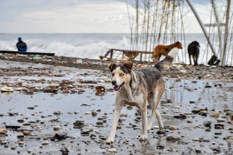 Dog On Wet Ground