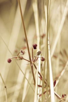 Detailed close-up of a dried plant in a sunlit meadow, emphasizing texture.