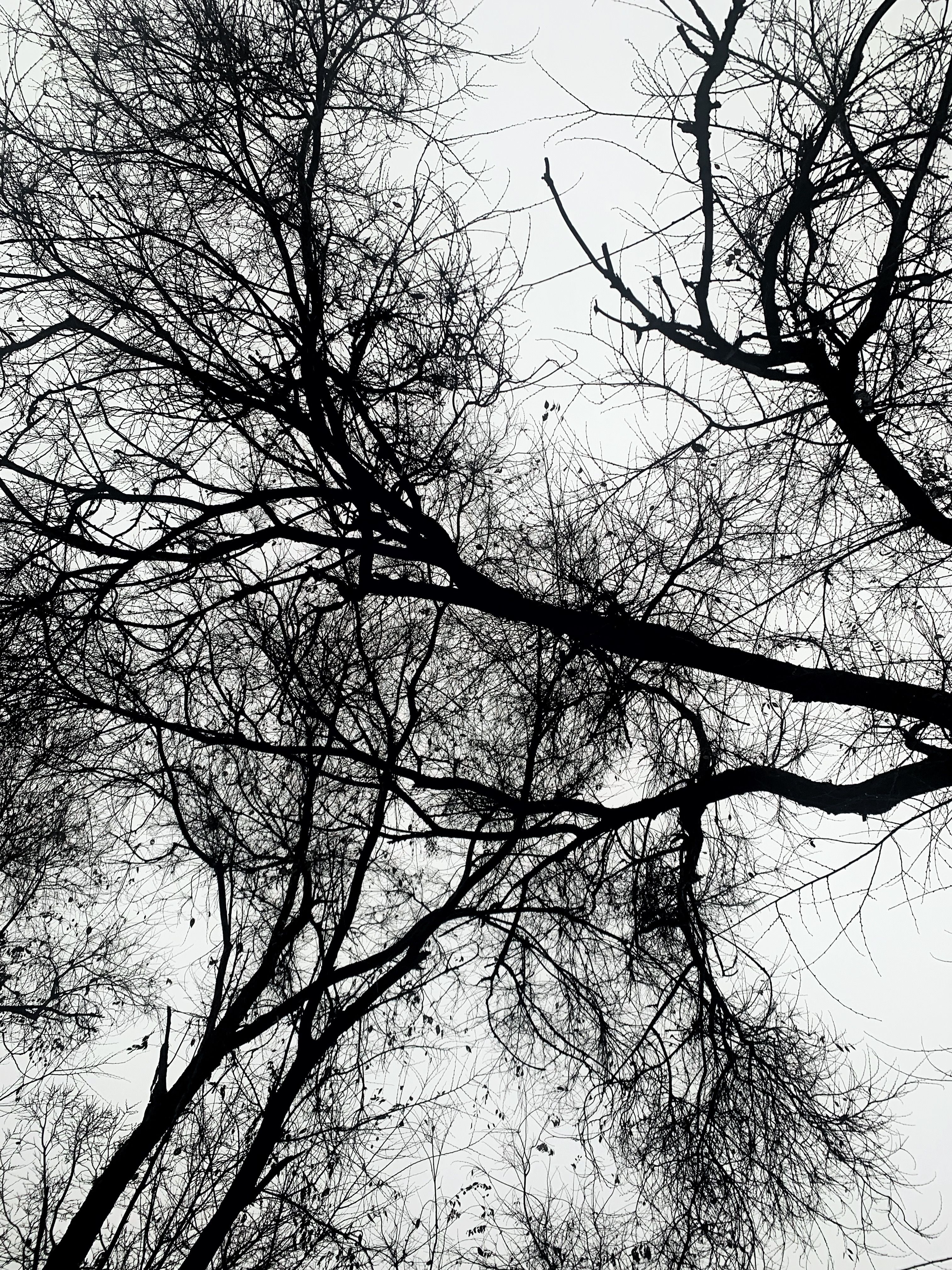 Grayscale Photo of Leafless Trees · Free Stock Photo