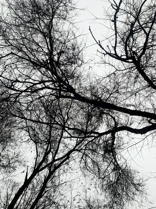 Free Stark silhouettes of bare branches against a pale winter sky in grayscale. Stock Photo