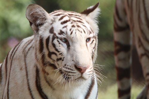 Imagine de stoc gratuită din a închide, animal sălbatic, cap de animal