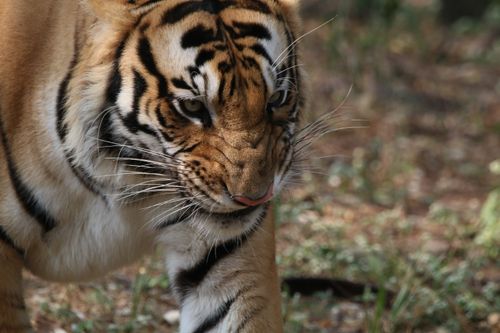 Free A Bengal tiger walking through its natural habitat, showcasing its majestic stripes. Stock Photo