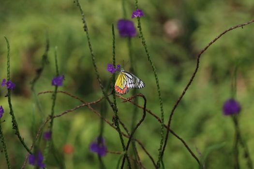 Close-up of a colorful butterfly perched on a purple wildflower in a lush green setting.